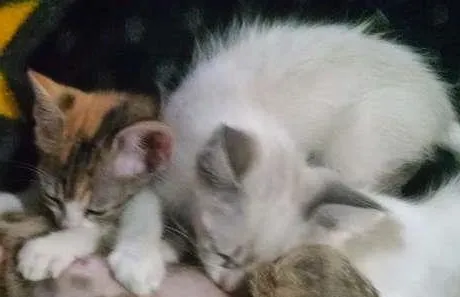 Gato ra a Não sei informar idade 2 a 6 meses nome Não possui nomes
