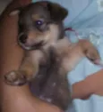 Cachorro raça Srd idade Abaixo de 2 meses nome Filhotes