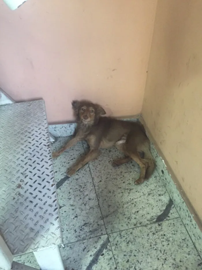 Cachorro ra a Mestiço  idade  nome Não sei