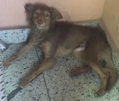 Cachorro ra a Mestiço  idade  nome Não sei