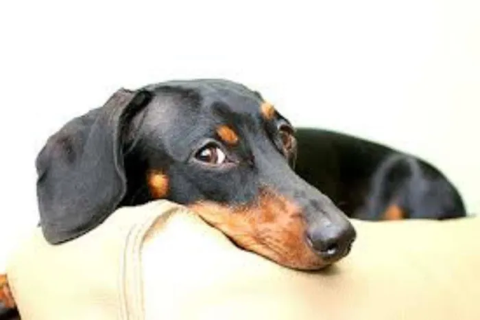 Cachorro ra a Basset-Cofap idade 6 ou mais anos nome pituxa