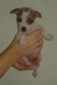 Lolita