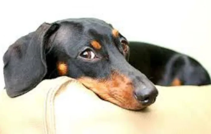 Cachorro ra a Basset-Cofap idade 6 ou mais anos nome pituxa