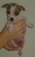 Lolita