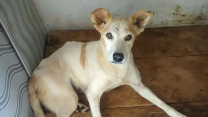 Cachorro ra a vira lata idade 4 anos nome vitória