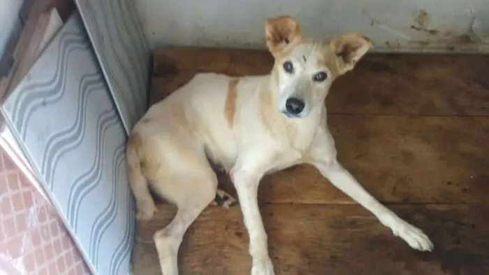 Cachorro ra a vira lata idade 4 anos nome vitória