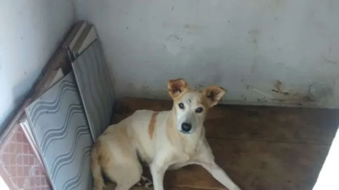 Cachorro ra a vira lata idade 4 anos nome vitória
