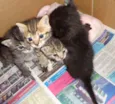 Gatinhas