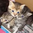 Gatinhas