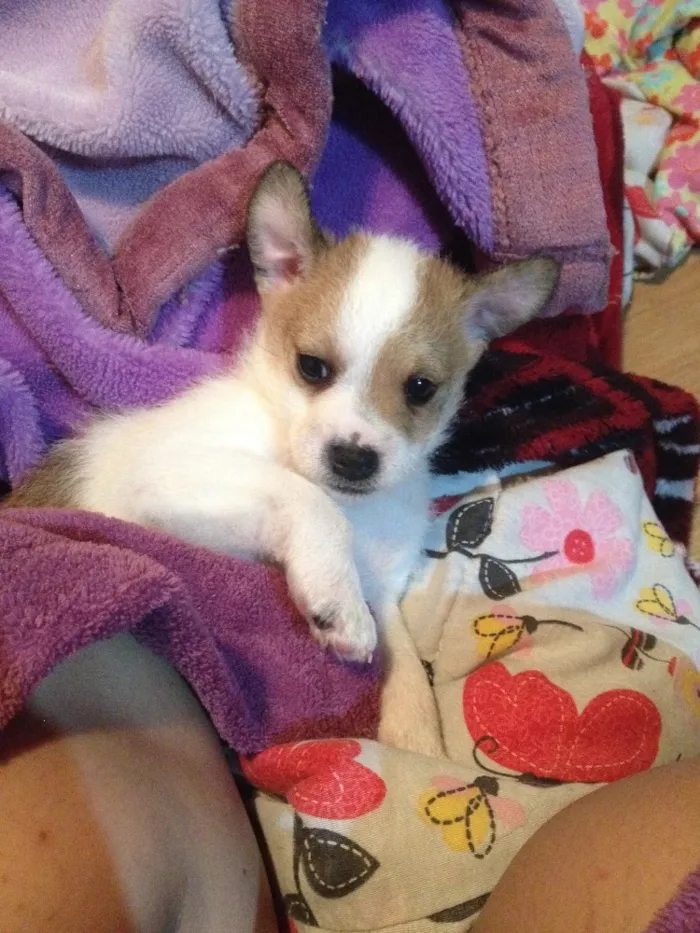 Cachorro ra a Vira lata  idade 2 a 6 meses nome A escolher