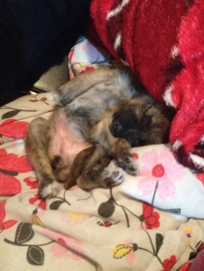 Cachorro ra a Vira lata  idade 2 a 6 meses nome A escolher
