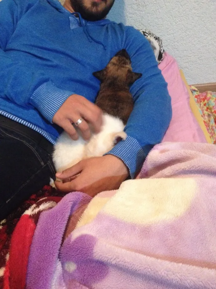 Cachorro ra a Vira lata  idade 2 a 6 meses nome A escolher
