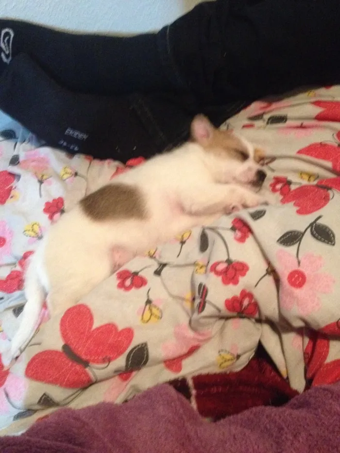 Cachorro ra a Vira lata  idade 2 a 6 meses nome A escolher