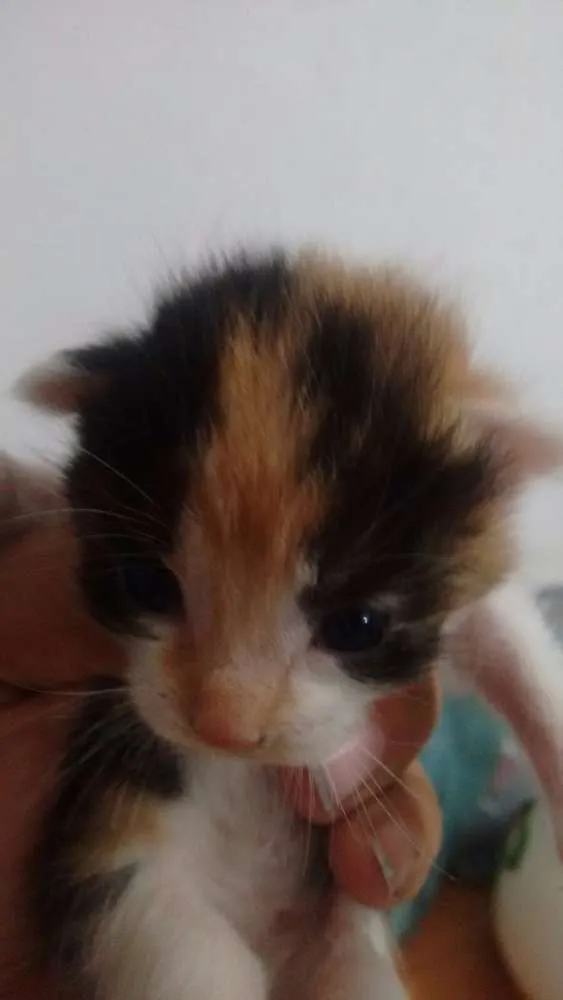 Gato ra a SRD idade Abaixo de 2 meses nome Lala, Lele, Lili, L