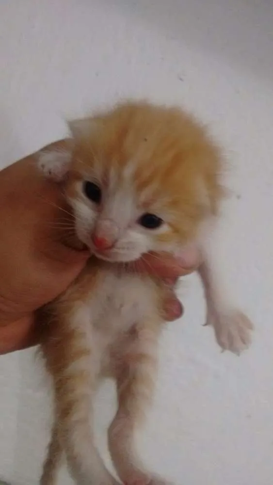 Gato ra a SRD idade Abaixo de 2 meses nome Lala, Lele, Lili, L