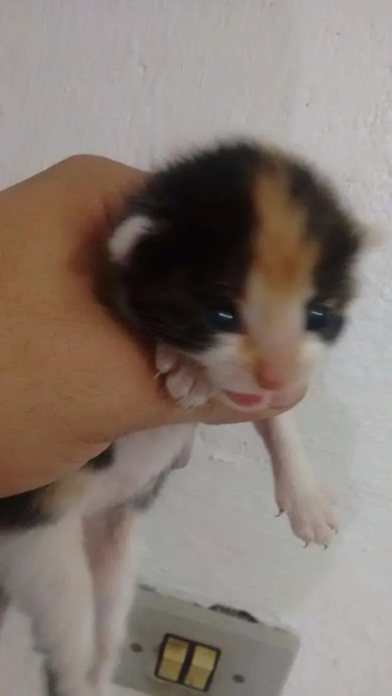 Gato ra a SRD idade Abaixo de 2 meses nome Lala, Lele, Lili, L