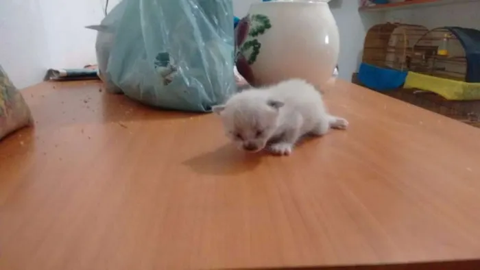 Gato ra a SRD idade Abaixo de 2 meses nome Lala, Lele, Lili, L