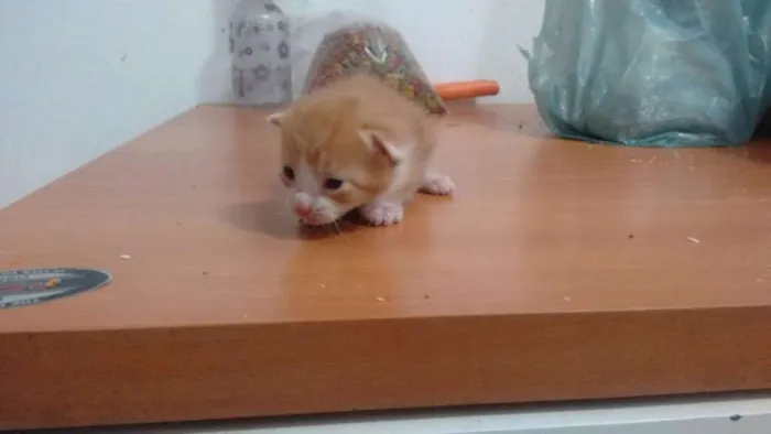 Gato ra a SRD idade Abaixo de 2 meses nome Lala, Lele, Lili, L