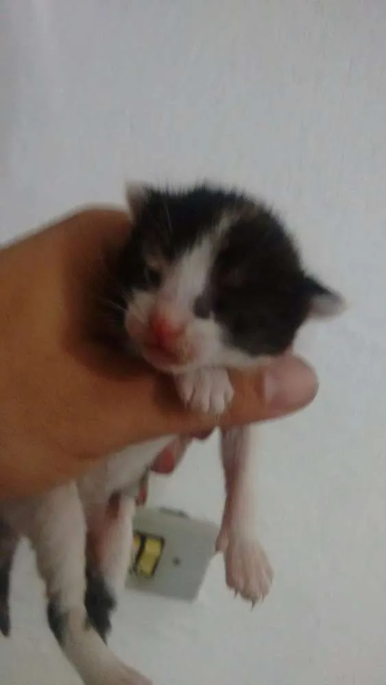 Gato ra a SRD idade Abaixo de 2 meses nome Lala, Lele, Lili, L