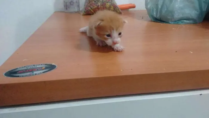 Gato ra a SRD idade Abaixo de 2 meses nome Lala, Lele, Lili, L
