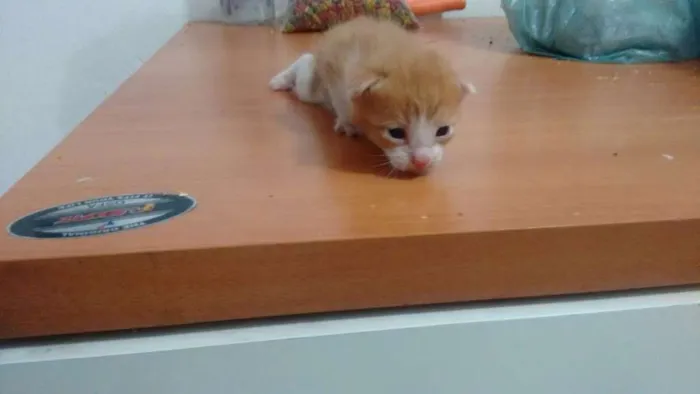 Gato ra a SRD idade Abaixo de 2 meses nome Lala, Lele, Lili, L