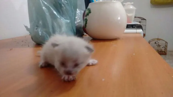 Gato ra a SRD idade Abaixo de 2 meses nome Lala, Lele, Lili, L