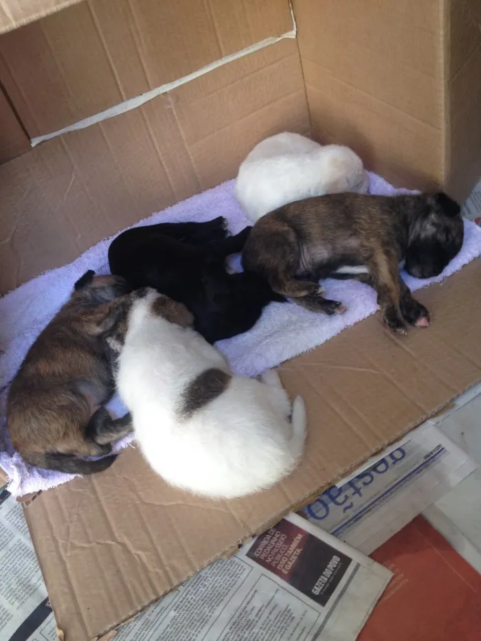 Cachorro ra a Vira lata  idade 2 a 6 meses nome A escolher