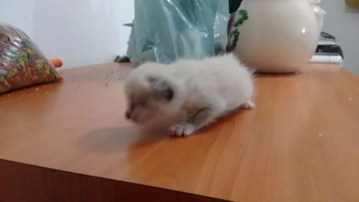 Gato ra a SRD idade Abaixo de 2 meses nome Lala, Lele, Lili, L