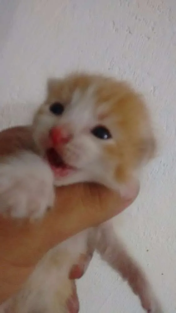 Gato ra a SRD idade Abaixo de 2 meses nome Lala, Lele, Lili, L