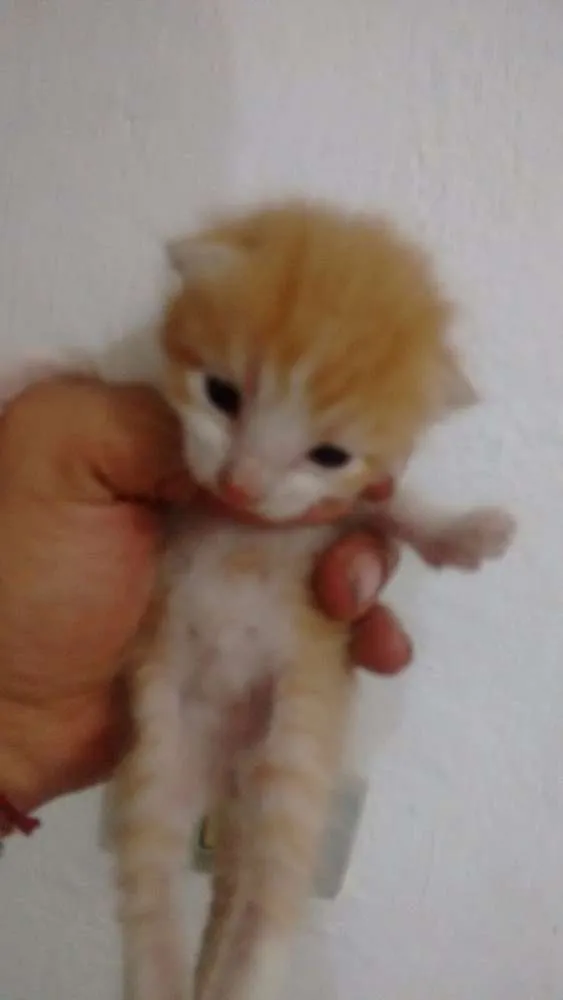 Gato ra a SRD idade Abaixo de 2 meses nome Lala, Lele, Lili, L