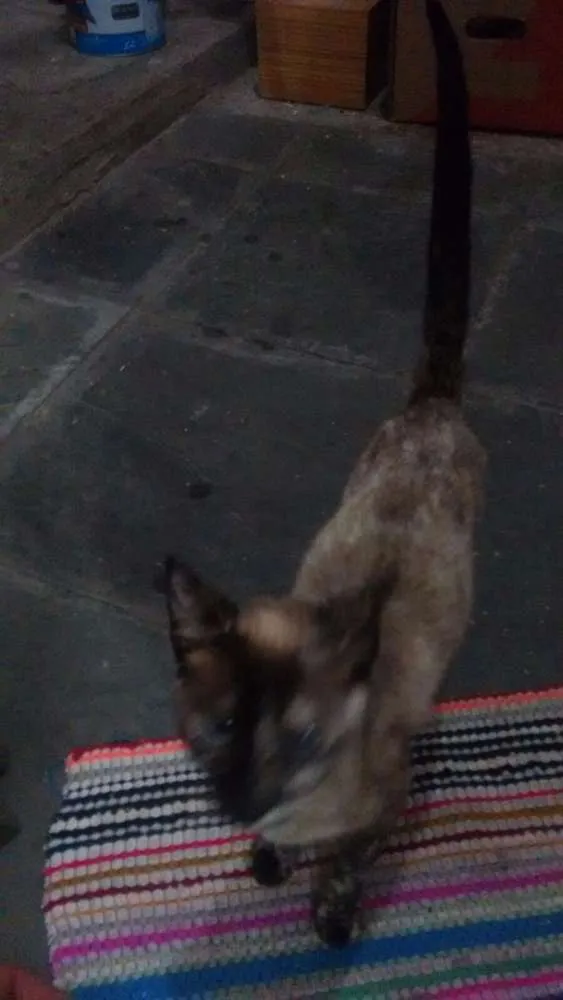 Gato ra a SRD idade Abaixo de 2 meses nome Lala, Lele, Lili, L