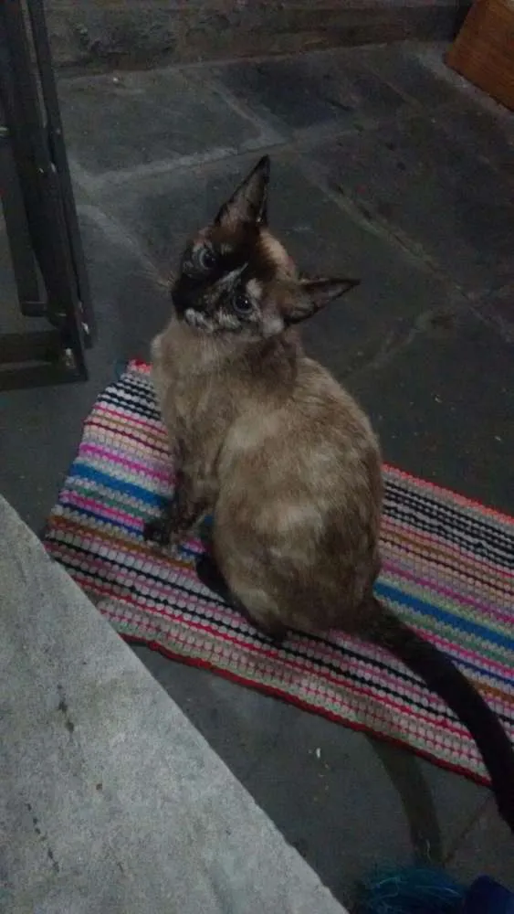 Gato ra a SRD idade Abaixo de 2 meses nome Lala, Lele, Lili, L