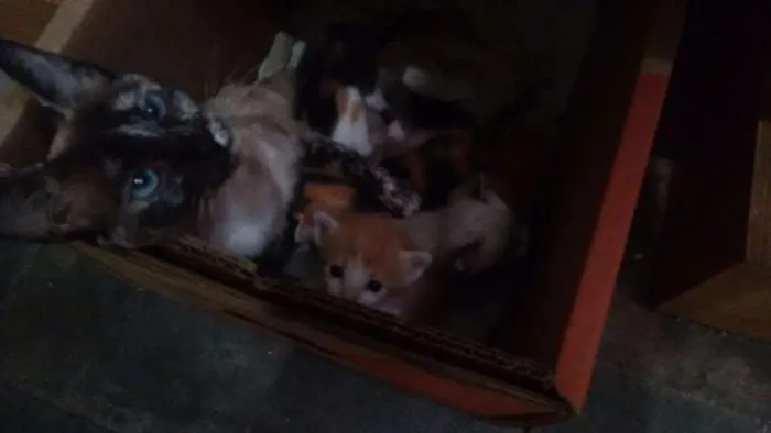 Gato ra a SRD idade Abaixo de 2 meses nome Lala, Lele, Lili, L