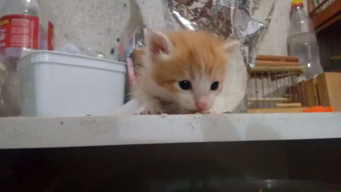 Gato ra a SRD idade Abaixo de 2 meses nome Lala, Lele, Lili, L