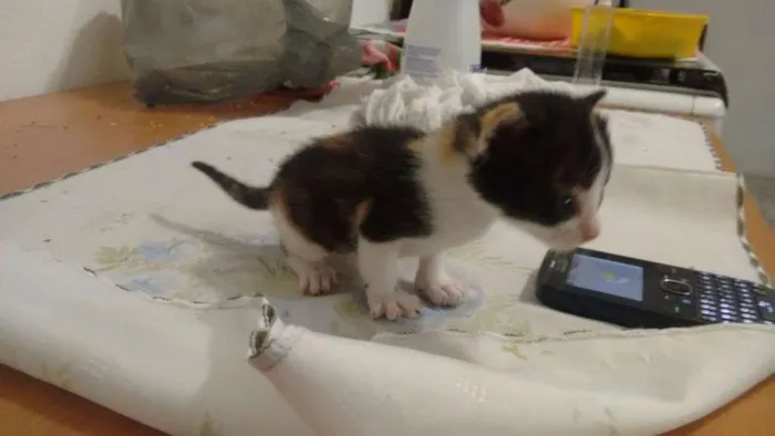 Gato ra a SRD idade Abaixo de 2 meses nome Lala, Lele, Lili, L