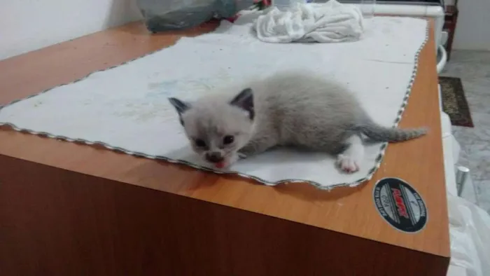Gato ra a SRD idade Abaixo de 2 meses nome Lala, Lele, Lili, L