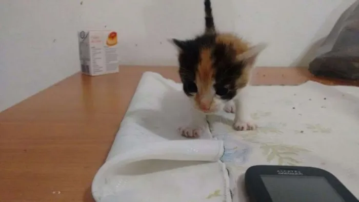 Gato ra a SRD idade Abaixo de 2 meses nome Lala, Lele, Lili, L