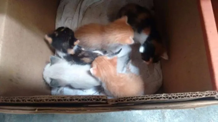 Gato ra a SRD idade Abaixo de 2 meses nome Lala, Lele, Lili, L