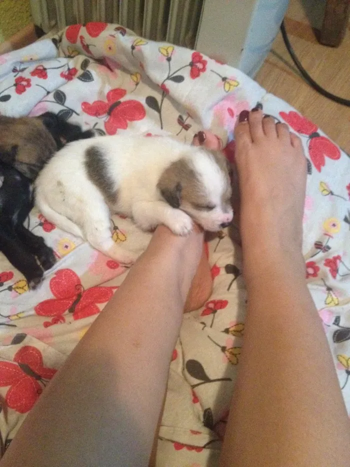 Cachorro ra a Vira lata  idade 2 a 6 meses nome A escolher