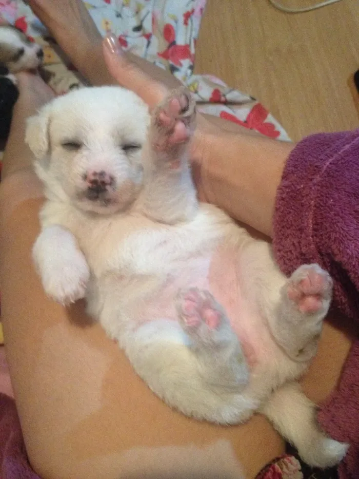 Cachorro ra a Vira lata  idade 2 a 6 meses nome A escolher
