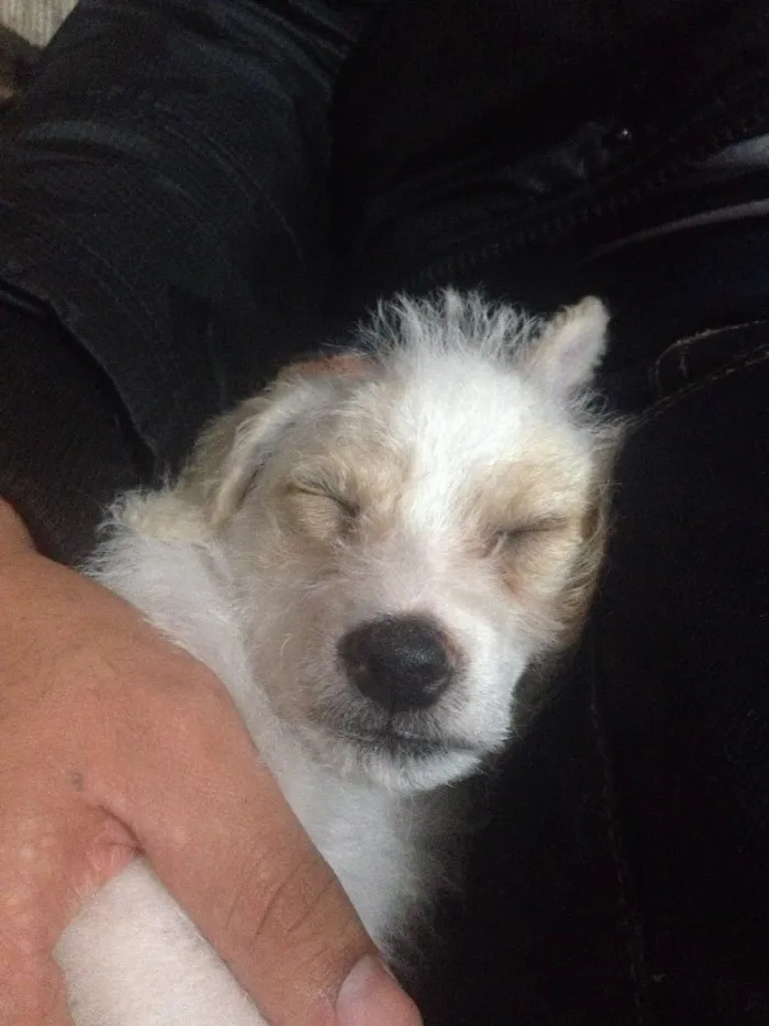Cachorro ra a Vira lata  idade 2 a 6 meses nome A escolher