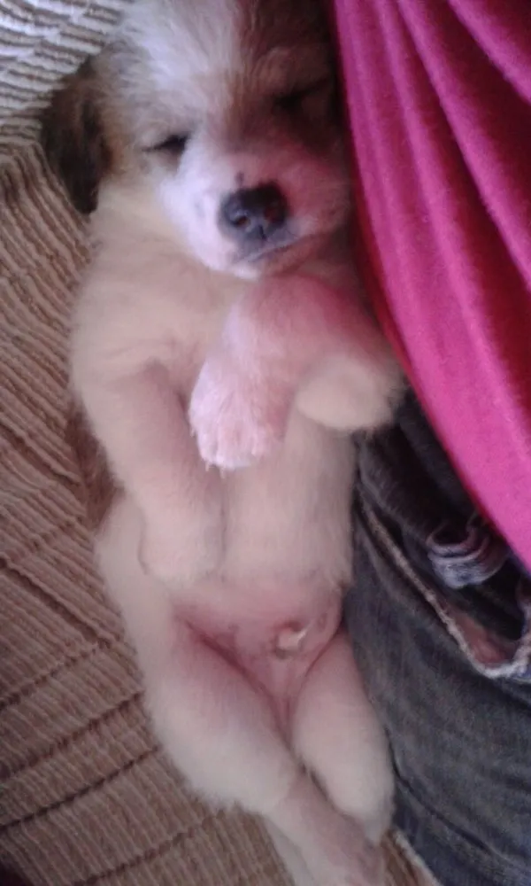 Cachorro ra a Vira lata  idade 2 a 6 meses nome A escolher