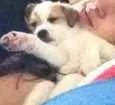 Cachorro raça Vira lata  idade 2 a 6 meses nome A escolher