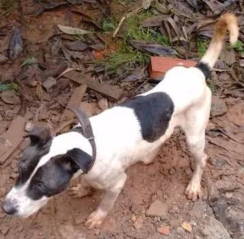 Cachorro ra a Labrador com pitbull idade 2 a 6 meses nome Max