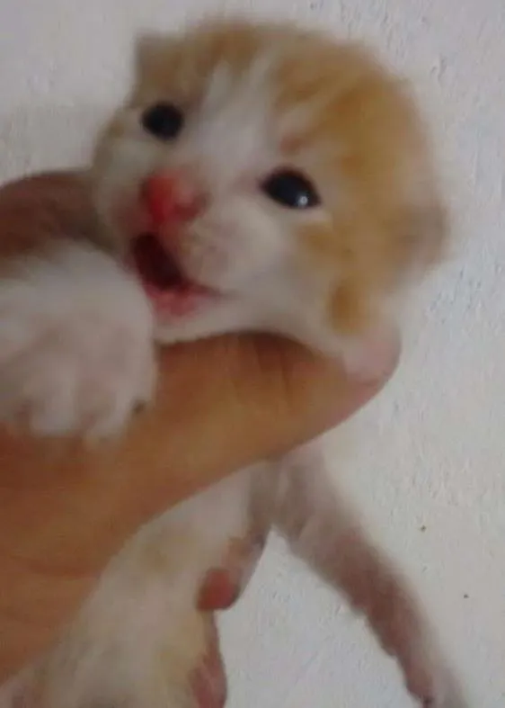 Gato ra a SRD idade Abaixo de 2 meses nome Lala, Lele, Lili, L