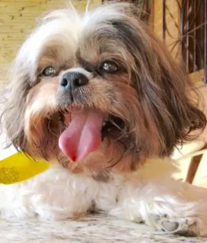Cachorro raça Shitszu  idade 6 ou mais anos nome Joey 