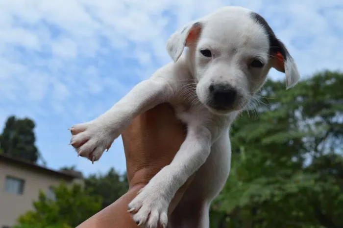 Cachorro ra a SRD idade Abaixo de 2 meses nome a definir