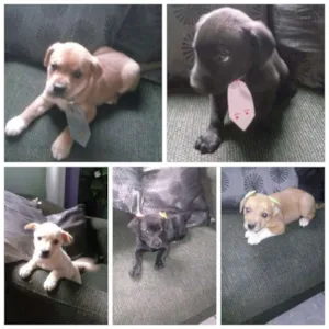 Cachorro raça Vira Lata idade Abaixo de 2 meses nome Sem nome