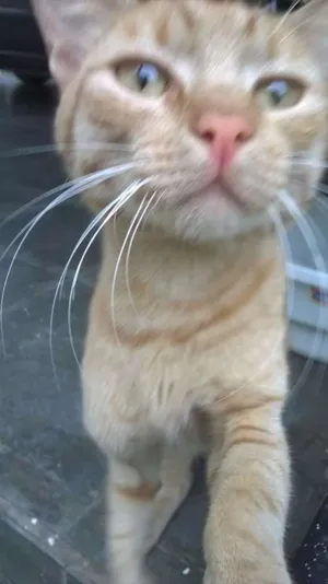 Gato raça SRD idade 1 ano nome Ferrugem