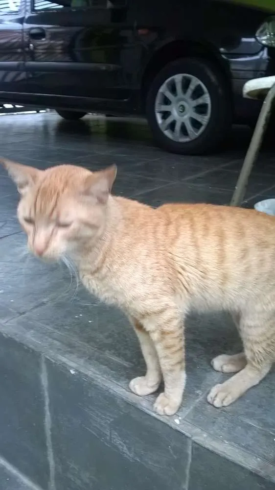 Gato ra a SRD idade 1 ano nome Ferrugem